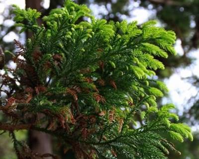 Mais de três milhões de árvores plantadas nos Açores entre 2012 e 2015