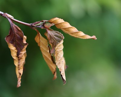Março de 2024 é o décimo mês consecutivo de recordes de temperatura