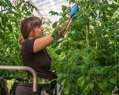 MARP considera que situação de crise alimentar exige medidas de apoio adequadas