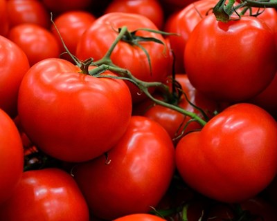 Marrocos e Egito são os primeiros fornecedores de hortícolas da UE