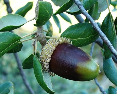 Matosinhos recebe I Conferência Ibérica da Bolota