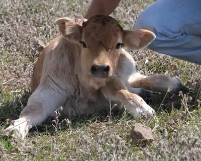 Medicamentos veterinários: O que causa a resistência antimicrobiana?