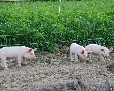 Medidas excepcionais de apoio para aves, suínos, ovos e leite de ovelha e cabra