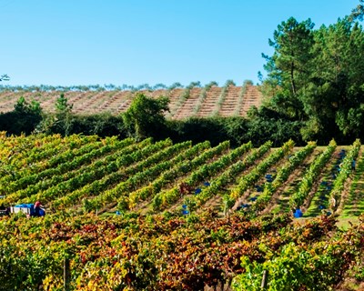 Medidas preventivas para as doenças que afetam as vinhas