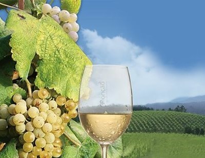 Melgaço exige revisão da lei para entrar no alargamento da produção de Alvarinho
