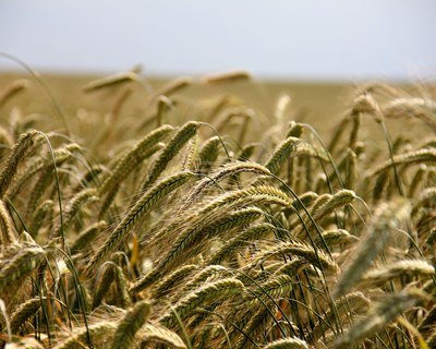 Mercados agrícolas da União Europeia continuam a ser afetados pela guerra na Ucrânia