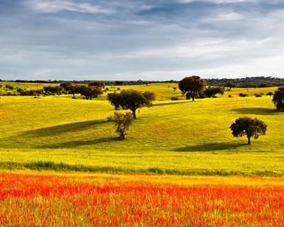 Mértola: Feira Agropecuária regressa a Vale do Poço