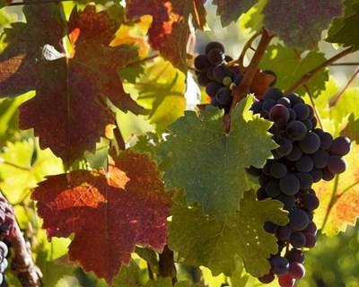Metodologia reduz 30 a 50% o consumo energético na indústria do vinho