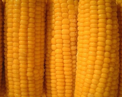 Milho transgénico é seguro para alimentação, garante UE