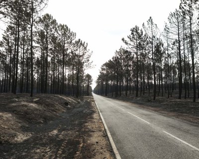 Ministério da Agricultura apresenta medidas para matas nacionais afetadas pelos incêndios