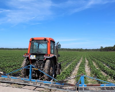 Ministério da Agricultura clarifica ponto de situação dos pagamentos aos agricultores