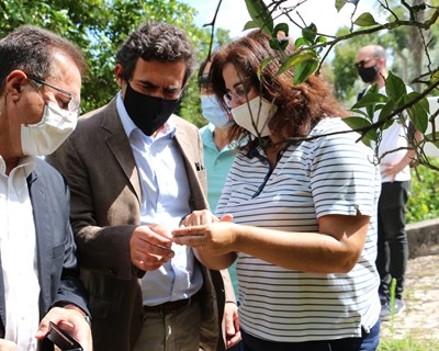 Ministério da Agricultura implementa programa de luta biológica contra a Trioza erytreae