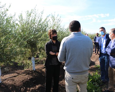 Ministra da Agricultura assinala início da campanha da azeitona
