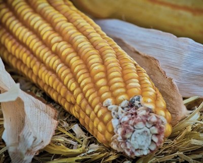 Ministra da Agricultura marca presença no Colóquio Nacional do Milho