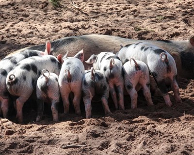 Ministra da Agricultura assina protocolo para Sustentabilidade Ambiental das Explorações Suinícolas