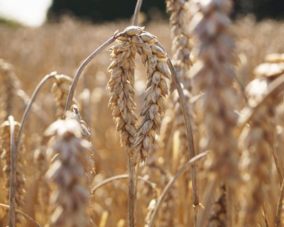 Ministra da Agricultura quer cultivar campos em pousio para evitar falta de cereais e de comida para os animais