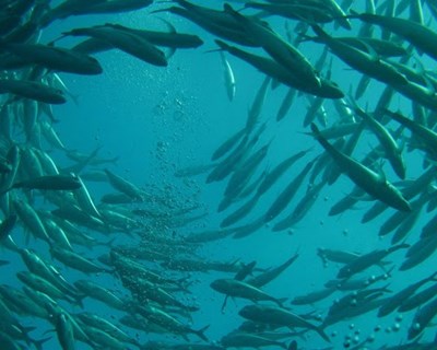 Ministra do Mar anunciou investimento de €78 milhões para a Aquicultura