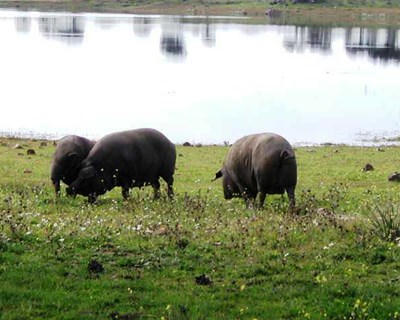 Ministro da Agricultura na Feira do Porco Alentejano em Ourique