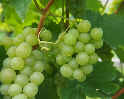 "Ministro da Agricultura não apoia pequenos e médios viticultores", afirma CNA