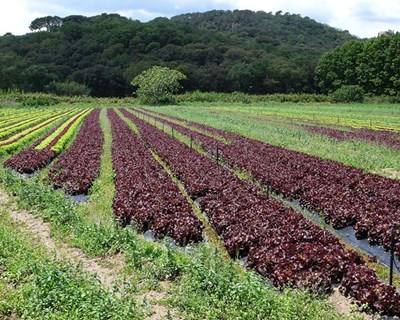 Ministros da Agricultura da UE debatem futuro da PAC