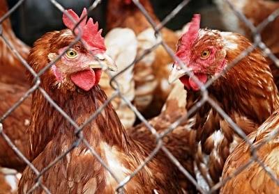 Ministros do G7 acordam sistema de combate a doenças em animais