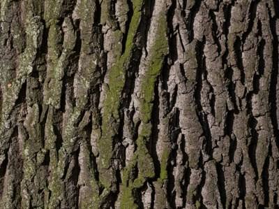 Miranda do Corvo debate a floresta e a biomassa