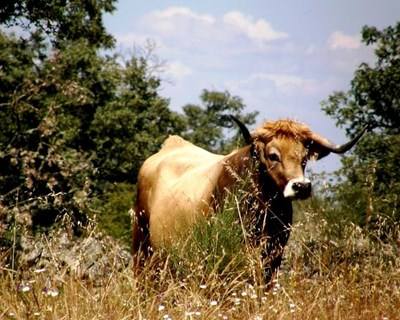 Miranda do Douro aposta em centro de agrupamento de gado