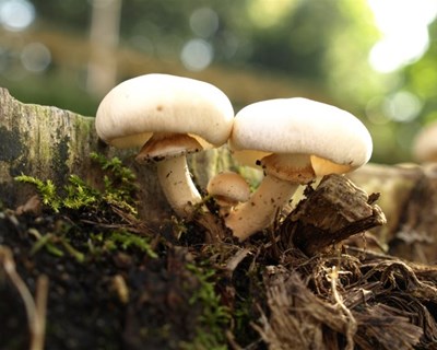 Miranda do Douro investe 500 mil euros em centro de produção de cogumelos