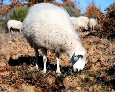Miranda do Douro promove concurso da raça churra galega mirandesa