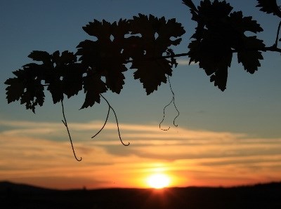Miranda do Douro promove vinhos transmontanos