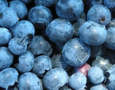 Mirtilo: produção com tendência de crescimento nos EUA