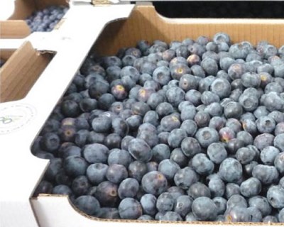 Mirtilo: “Rei dos Antioxidantes”