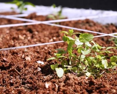 Moçambique e Vietname consolidam cooperação na agricultura