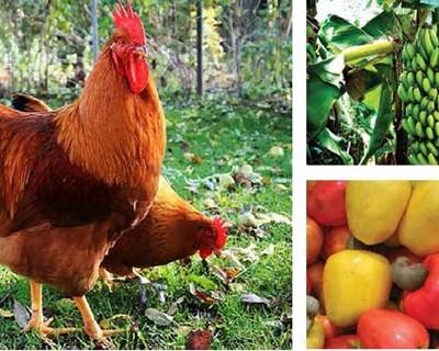 Moçambique: MozAgro chega em junho de 2016