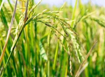 Moçambique procura investidores em Portugal para desenvolver Agricultura