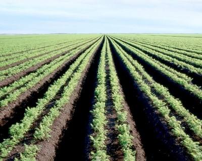 Moçambique: programa agrário de Nacala de novo em consulta pública