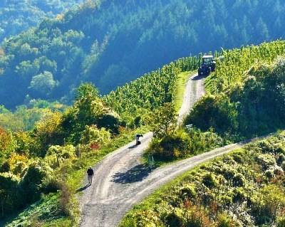 ModelVitiDouro vai prever parâmetros de produção de vinho no Douro