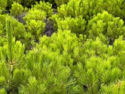 Mondim de Basto debate “PDR 2020 e os incentivos à floresta e agricultura”