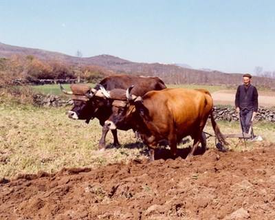 Montalegre: Câmara entrega apoio financeiro à exploração de pequenos ruminantes