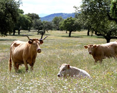Monte do Pasto recebe Secretária de Estado do Desenvolvimento Regional amanhã