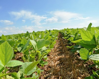Montemor-o-Velho debate “teledeteção para o maneio agronómico de água e nutrientes”