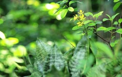 Montpellier recebe em maio Congresso Europeu de Agrofloresta