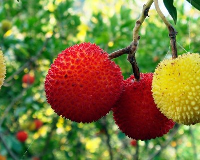Mostra de frutos de outono dedicada ao medronho e à castanha