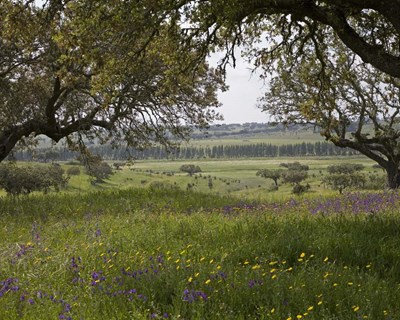 Mudar a floresta ou mudar as atitudes?