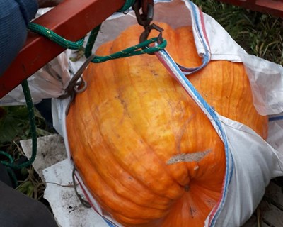 Município de Paredes está à procura de Hortícolas Gigantes - Concurso regressa em setembro