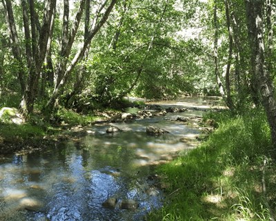Navigator lança projeto sobre biodiversidade em ecossistemas florestais