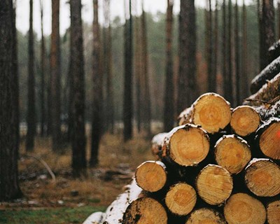 Navigator reconhecida como líder mundial no combate às alterações climáticas e à desflorestação