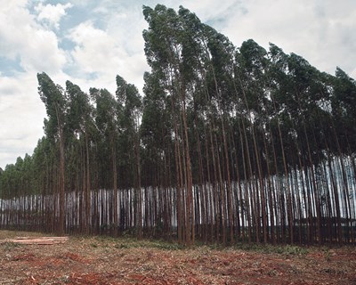 Navigator reforça compromisso com a Biodiversidade