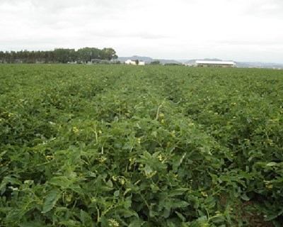 NEC CropScope aposta na otimização da produção de tomate em Portugal