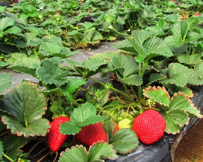Necessário registo da atividade em Produção Biológica junto da DGADR